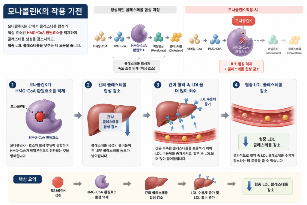 모나콜린K의 콜레스테롤 작용 기전