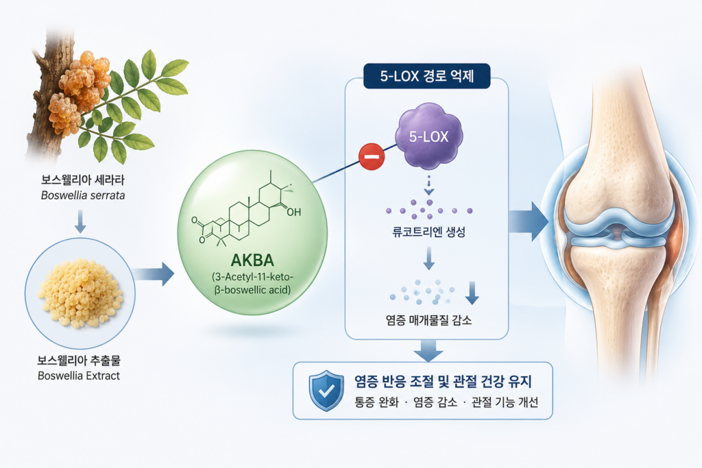 AKBA의 염증 조절 및 관절 건강 유지 매커니즘 소개