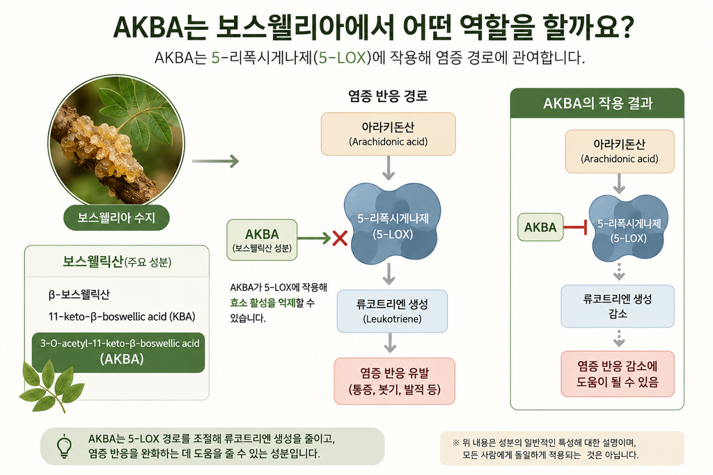 보스웰리아의 역할 AKBA 체내 작용 기전