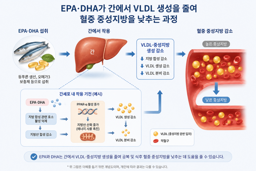 EPA, DHA 가 혈중 중성지방을 낮추는 과정